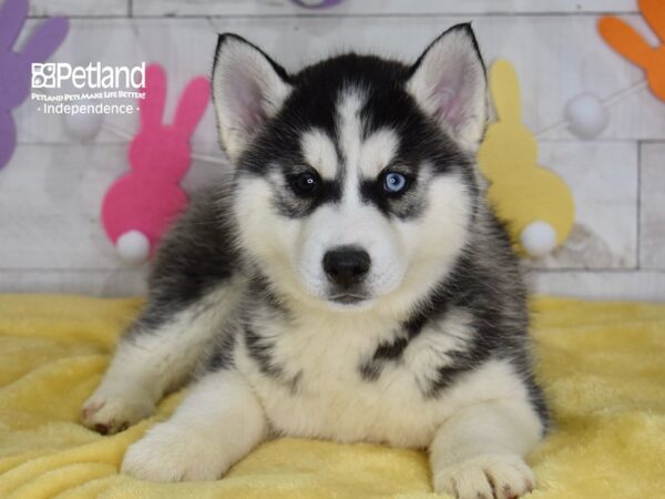 [#6711] Paris - Black & White Female Siberian Husky Puppies For Sale