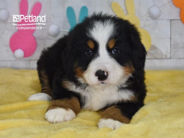 [#6709] Annie - Black, Rust, & White Female Bernese Mountain Dog Puppies For Sale