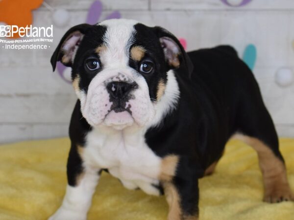 [#6707] Pixie - Black, Tan, & White Female English Bulldog Puppies For Sale