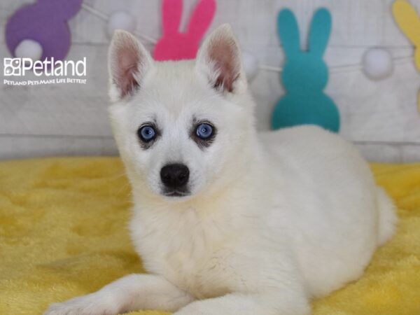 [#1532] Willow - White Female Alaskan Klee Kai Puppies For Sale