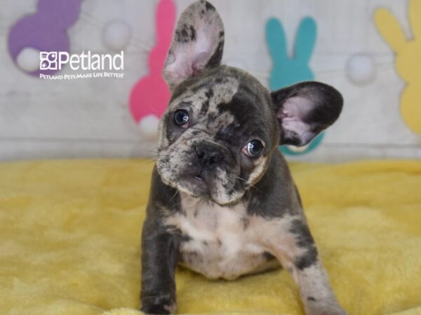 [#6716] Pepper - Blue Merle Female French Bulldog Puppies For Sale