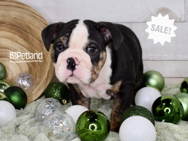 [#1486] Ember - Black, Brindle, & White Female English Bulldog Puppies For Sale