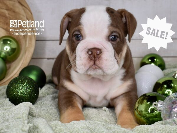 [#6653] Biscotti - Chocolate, Tan, & White Male English Bulldog Puppies For Sale