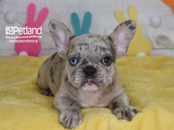 [#6737] Lulu - Lilac Merle Female French Bulldog Puppies For Sale