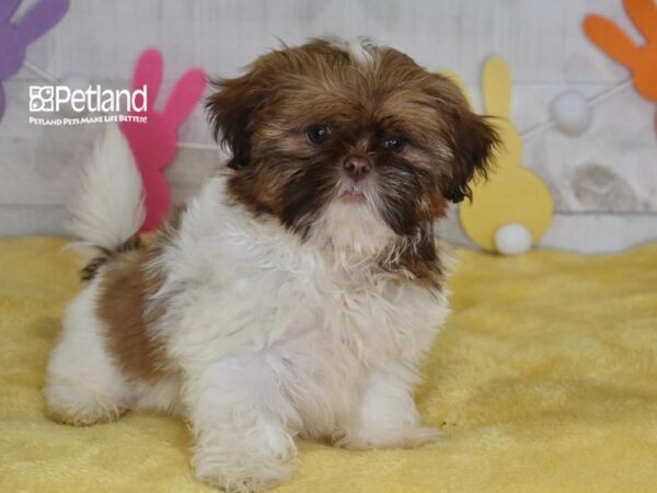 [#1552] Bubbles - Red & White Female Shih Tzu Puppies For Sale