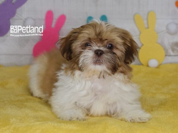[#1551] Finn - Red & White Male Shih Tzu Puppies For Sale