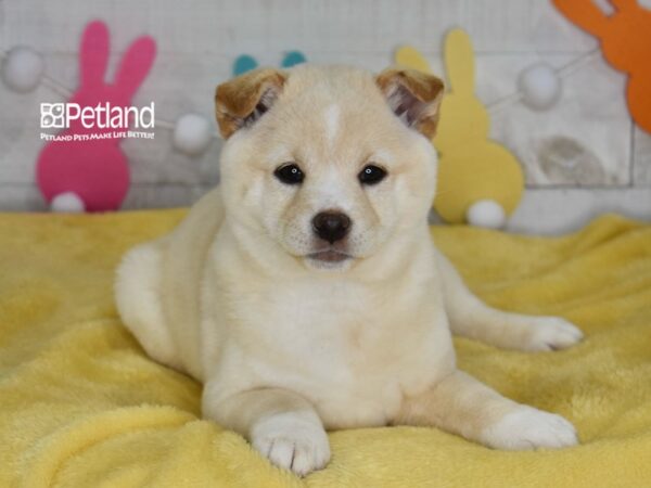 [#6777] Emi - Cream Female Shiba Inu Puppies For Sale