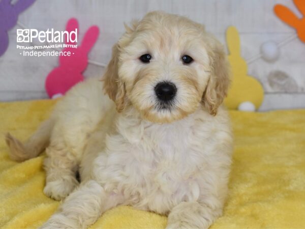 [#6741] Biscuit - Cream Male Goldendoodle 2nd Gen Puppies For Sale