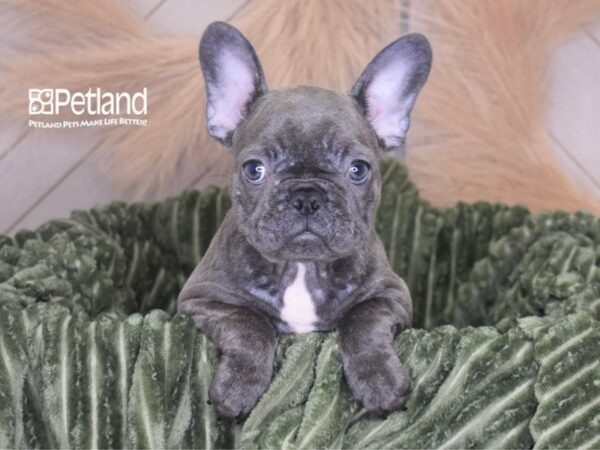 [#1678] Gigi - Blue Female French Bulldog Puppies For Sale