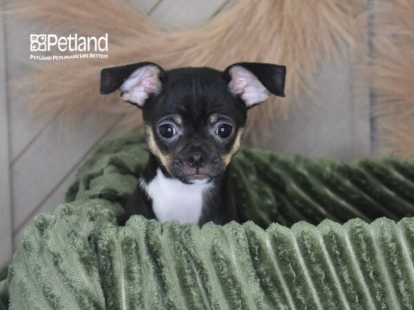 [#6930] Bandit - Black, Tan, & White Male Chihuahua Puppies For Sale