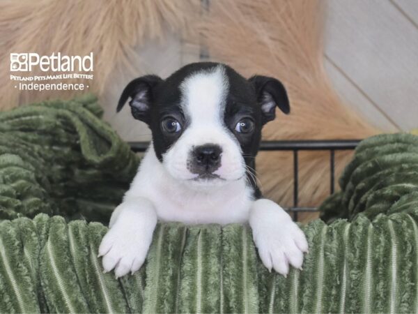 [#6948] Gus - Black & White Male Boston Terrier Puppies For Sale