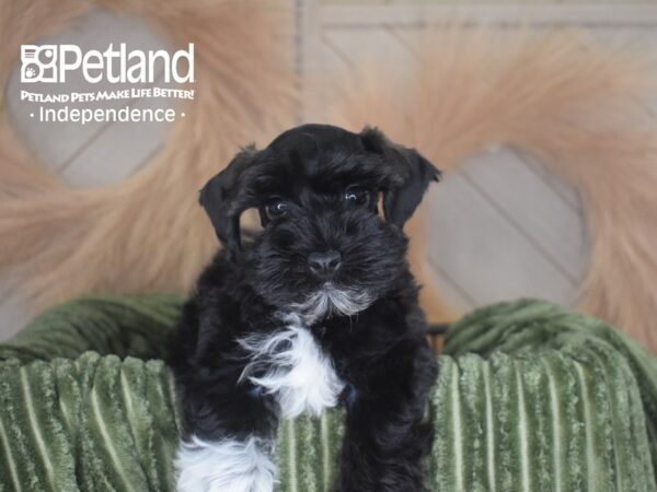 [#6950] Stanley - Black Male Schnoodle Puppies For Sale