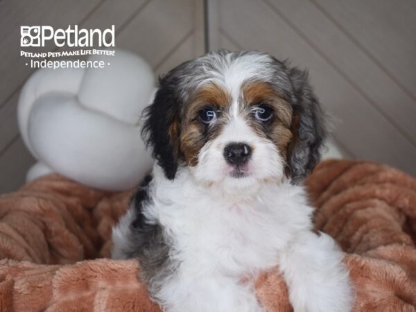[#6953] Lulu - Blue Merle Female Cavapoo Puppies For Sale