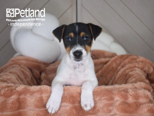 [#6958] Tucker - Black & White Male Jack Russell Terrier Puppies For Sale