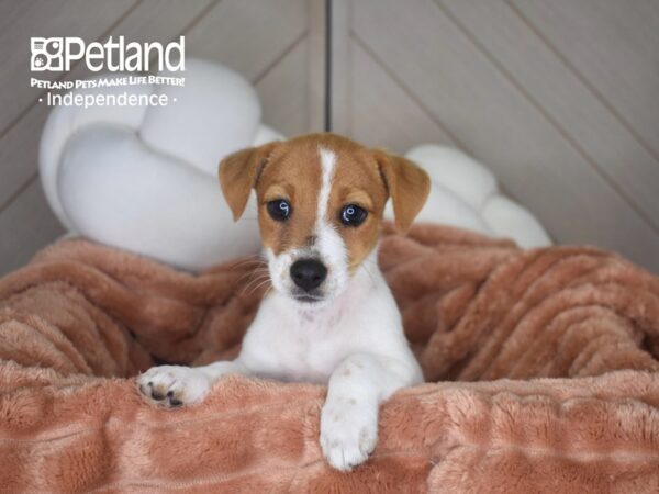 [#6959] Lola - Brown & White Female Jack Russell Terrier Puppies For Sale