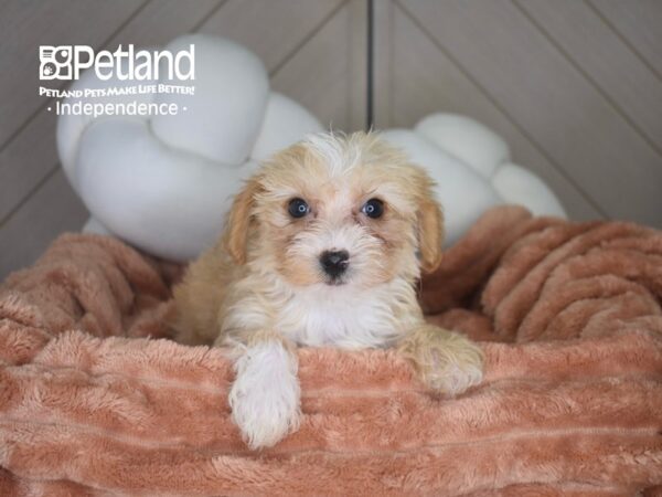 [#6960] Missy - Red / White Female Yorkiepoo Puppies For Sale