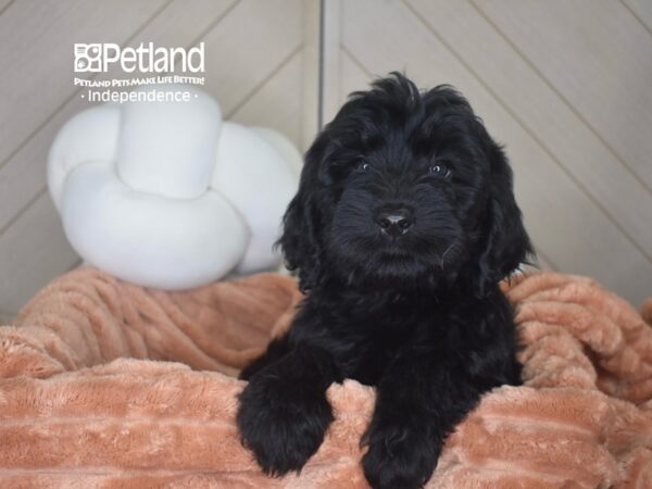 [#6962] Rylee - Black Female Standard Goldendoodle Puppies For Sale