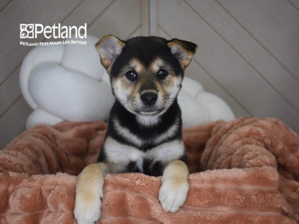 [#1729] Milly - Black & Tan Female Shiba Inu Puppies For Sale