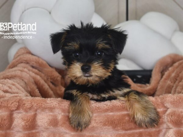 [#6966] Nico - Black & Tan Male Yorkshire Terrier Puppies For Sale
