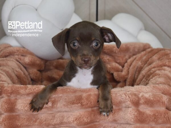 [#6964] Lizzie - Chocolate Female Chihuahua Puppies For Sale