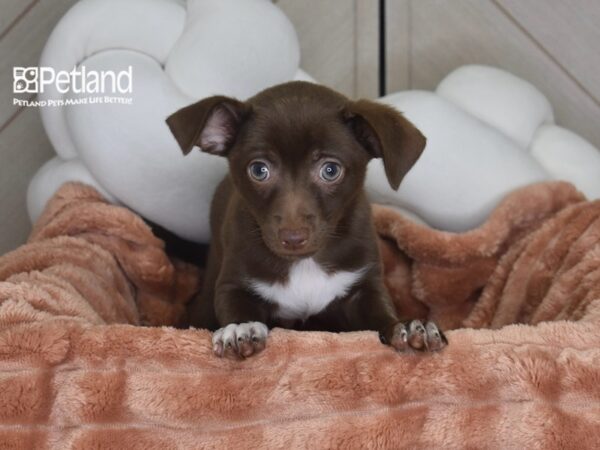 [#1732] Groot - Chocolate Male Chihuahua Puppies For Sale