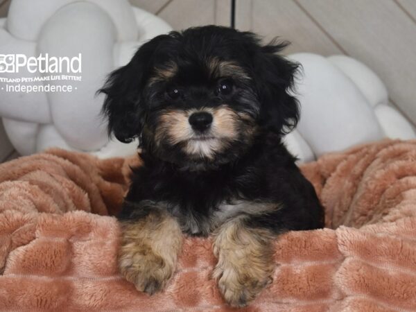 [#6970] Molly - Black & Tan Female Cavachon Puppies For Sale