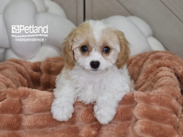 [#6969] Zoey - Tan & White Female Cavachon Puppies For Sale