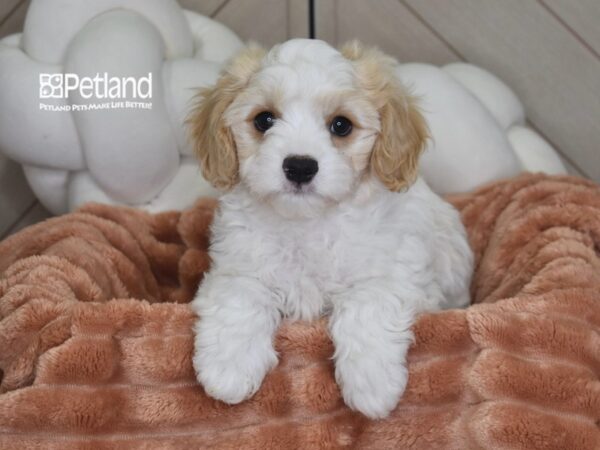 [#1739] Samson - Tan & White Male Cavachon Puppies For Sale