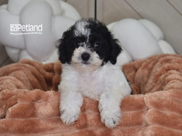 [#6971] Lulu - Black & White Female Bichon Poo Puppies For Sale