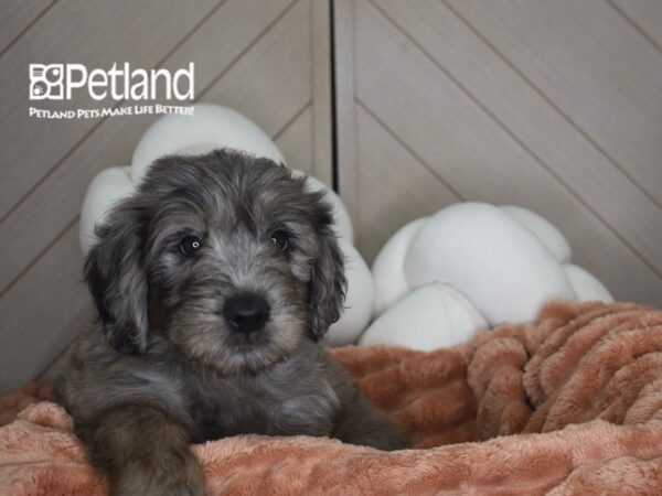 [#1741] Athena - Blue Merle Female Standard Goldendoodle Puppies For Sale